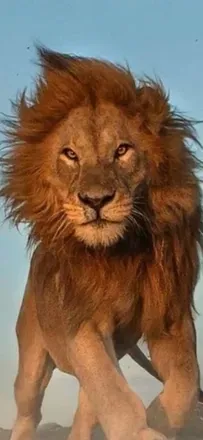 @lionel77