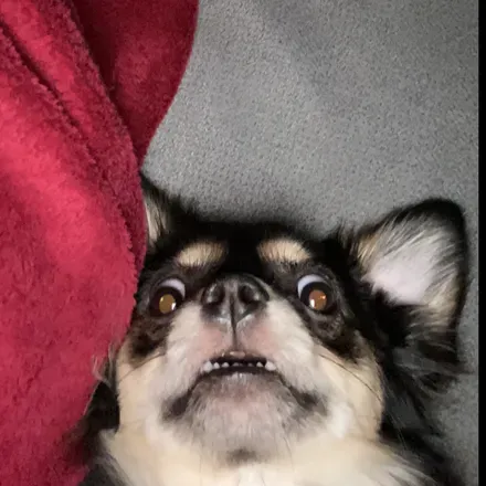 @lutzia