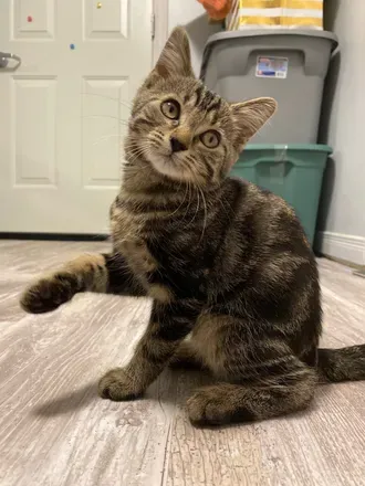 @meowtalk