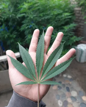 @mewp3w