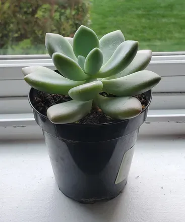 @onlyplantsfranco