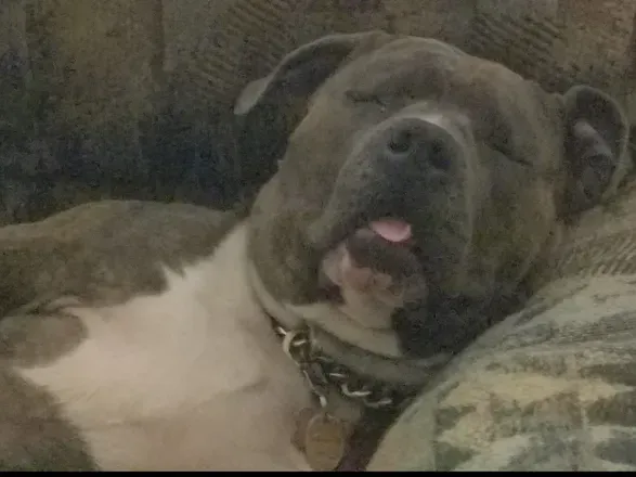 @acethebully