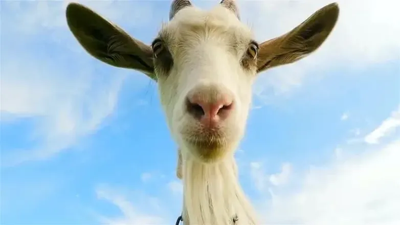 @thepovgoat
