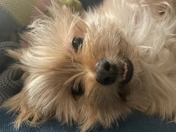 @bearthepotato