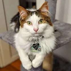 @balrogmeowgoth