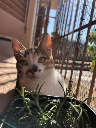 @catladybrazilian