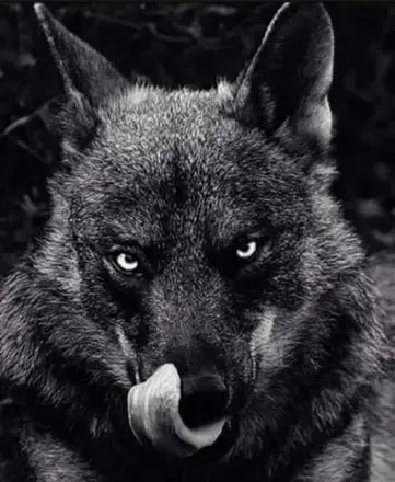 @wolf4life