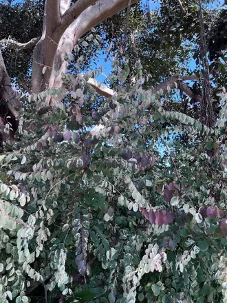 @karmaalphafree