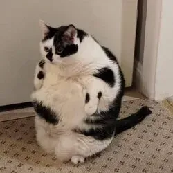 @unoriginaluser2
