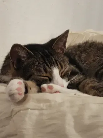 @die.mit.den.pussys