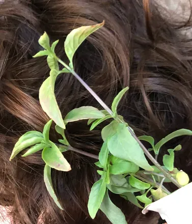 @baby_basil