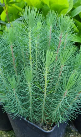 @treesforthefuture