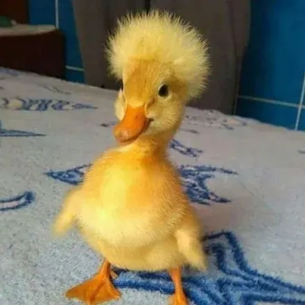@mushroomie77