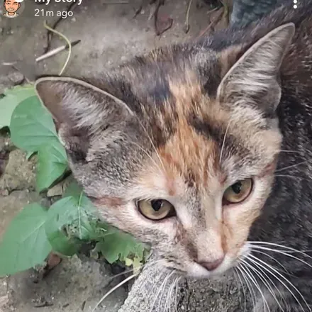 @save_the_cat_official