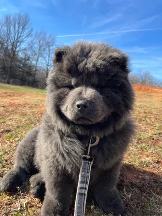 @zeusthedog15