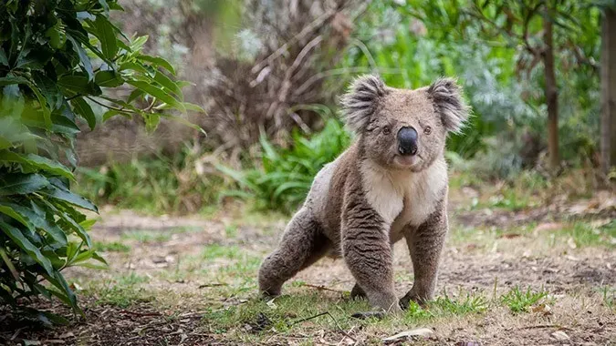 @animalfacts