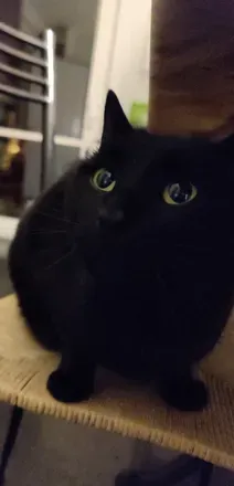 @n0elp1car