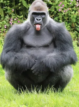 @gorilladickin404