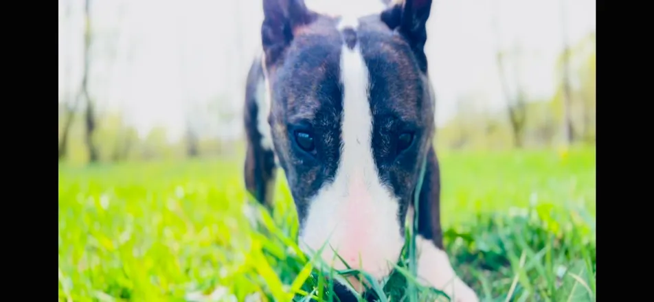 @minibullielennox