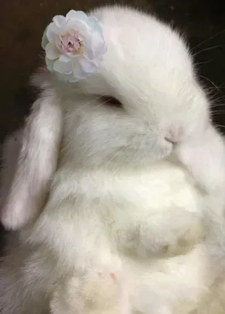 @puddlebunny123