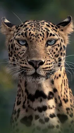 @atadiana77