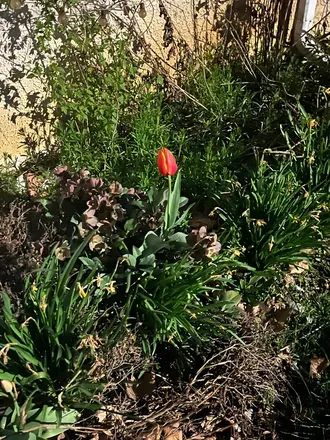 @gardenofnuri