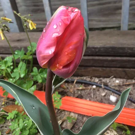 @plantydropperza