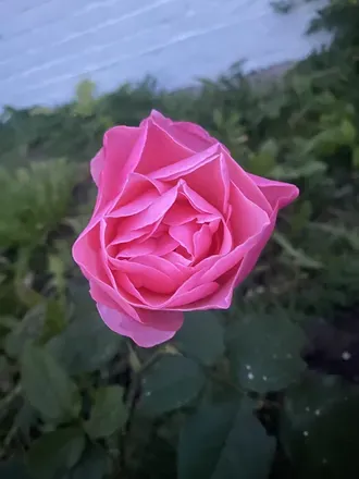 @meatn2veg