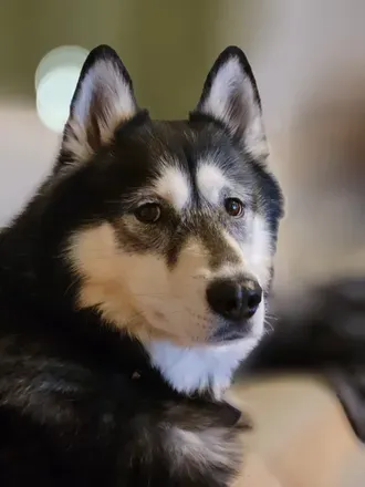 @maverickthehusky