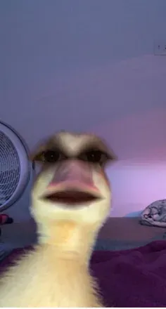 @pufarinaaaaaaaaaa