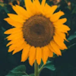 @u211070371